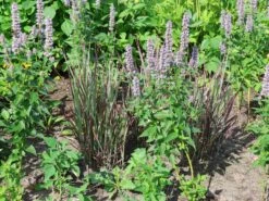 Ruten-Hirse 'Purple Breeze' -Angebote Wurzel Zeit Store ruten hirse purple breeze m111725 w 0