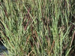 Ruten-Hirse 'Purple Breeze' -Angebote Wurzel Zeit Store ruten hirse purple breeze m111725 w 10