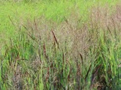 Ruten-Hirse 'Purple Breeze' -Angebote Wurzel Zeit Store ruten hirse purple breeze m111725 w 3