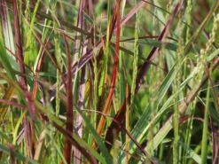 Ruten-Hirse 'Rehbraun' 13 Ruten-Hirse 'Rehbraun' -Angebote Wurzel Zeit Store ruten hirse rehbraun m059831 w 0