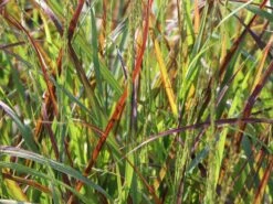 Ruten-Hirse 'Rehbraun' 9 Ruten-Hirse 'Rehbraun' -Angebote Wurzel Zeit Store ruten hirse rehbraun m059831 w 1