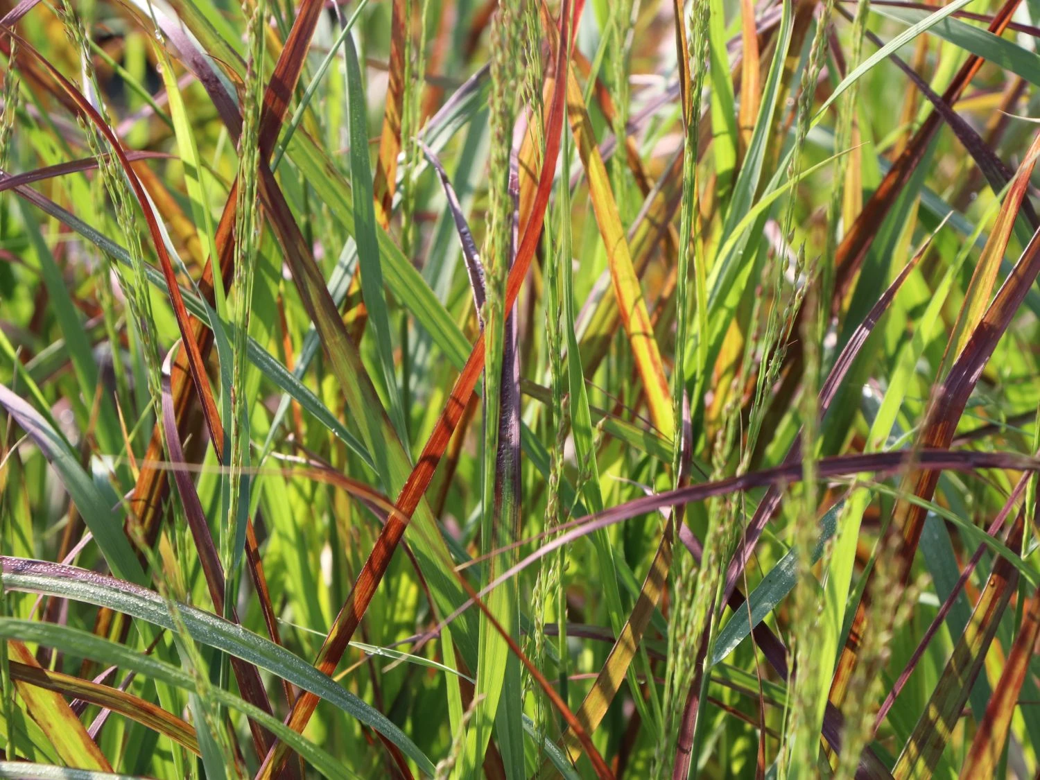 Ruten-Hirse 'Rehbraun' 3 Ruten-Hirse 'Rehbraun' – Bild 3