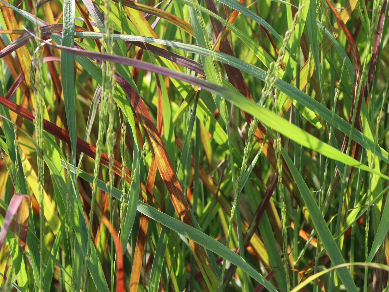 Ruten-Hirse 'Rehbraun' 2 Ruten-Hirse 'Rehbraun' – Bild 2