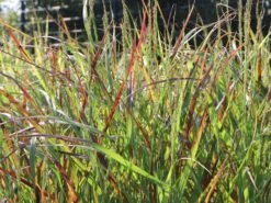 Ruten-Hirse 'Rehbraun' 11 Ruten-Hirse 'Rehbraun' -Angebote Wurzel Zeit Store ruten hirse rehbraun m059831 w 3