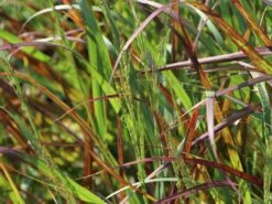 Ruten-Hirse 'Rehbraun' 10 Ruten-Hirse 'Rehbraun' -Angebote Wurzel Zeit Store ruten hirse rehbraun m059831 w 4