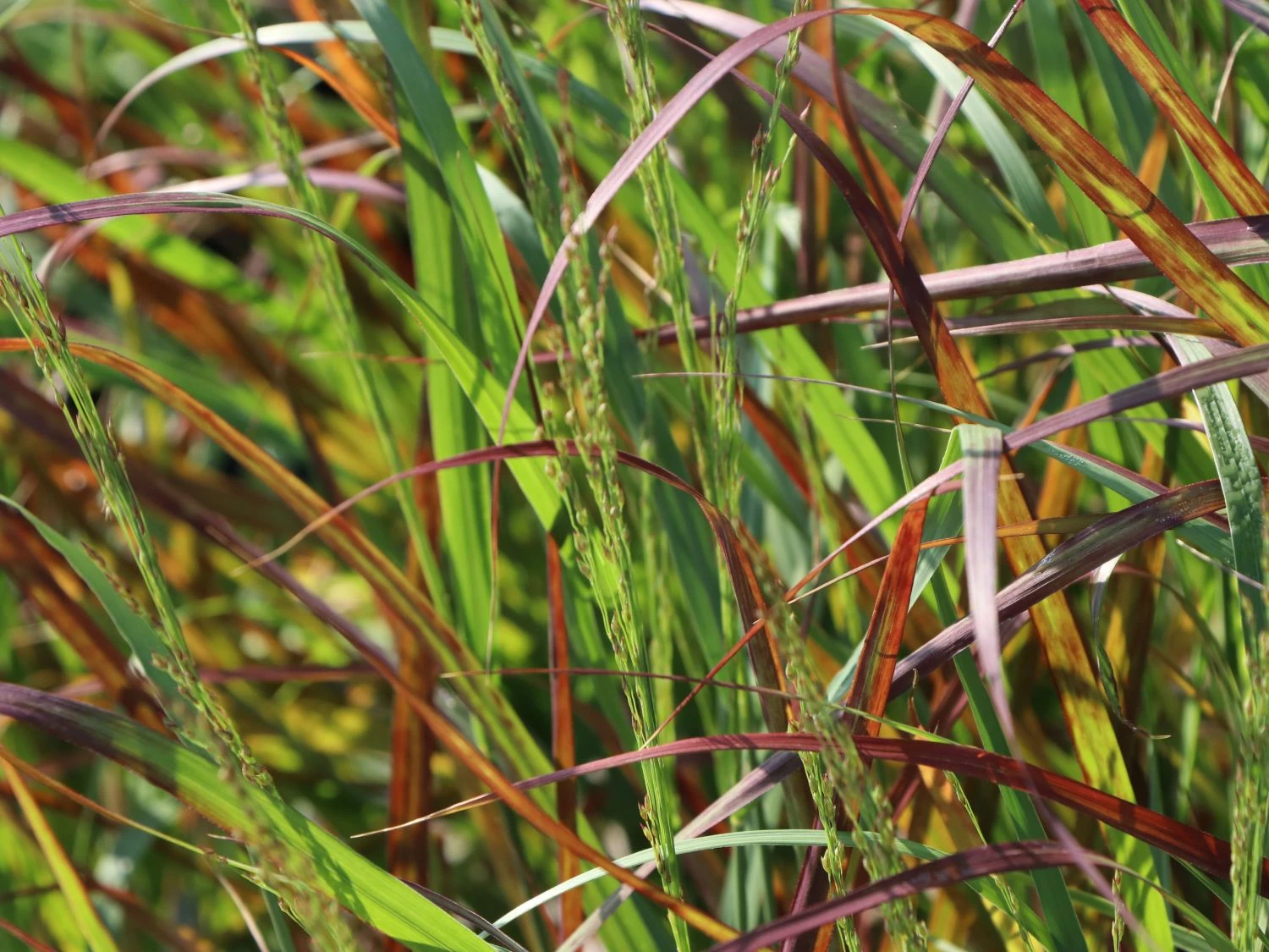 Ruten-Hirse 'Rehbraun' 4 Ruten-Hirse 'Rehbraun' – Bild 4