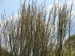 Ruten-Hirse 'Rehbraun' 12 Ruten-Hirse 'Rehbraun' -Angebote Wurzel Zeit Store ruten hirse rehbraun m059831 w 5