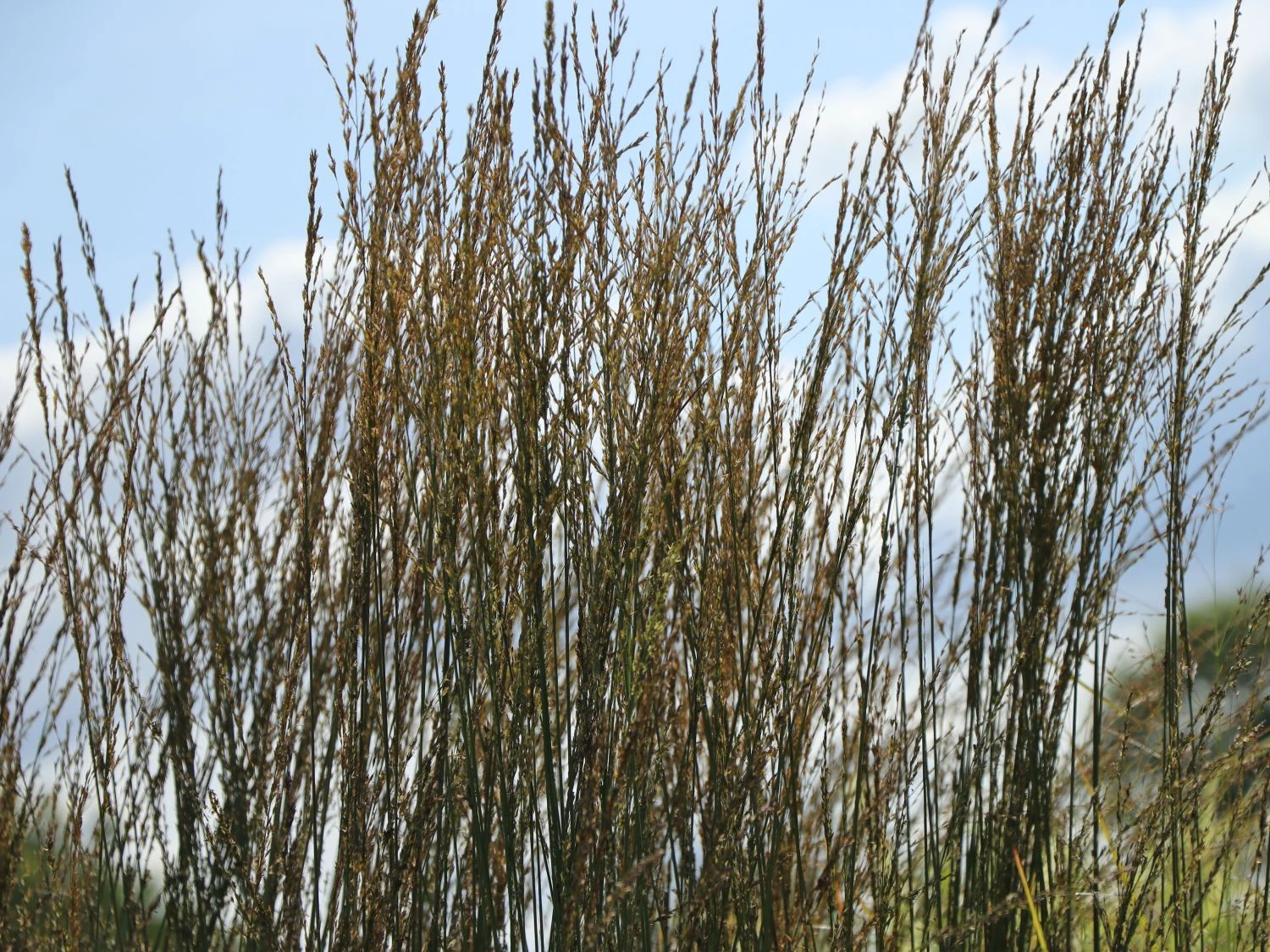 Ruten-Hirse 'Rehbraun' 6 Ruten-Hirse 'Rehbraun' – Bild 6