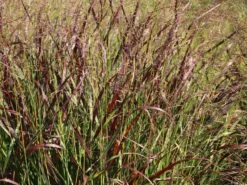 Ruten-Hirse 'Rotstrahlbusch'