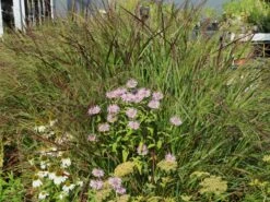 Ruten-Hirse 'Rotstrahlbusch' -Angebote Wurzel Zeit Store ruten hirse rotstrahlbusch m059833 w 0