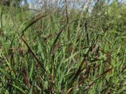 Ruten-Hirse 'Rotstrahlbusch' -Angebote Wurzel Zeit Store ruten hirse rotstrahlbusch m059833 w 1