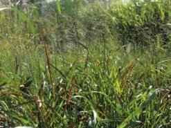 Ruten-Hirse 'Rotstrahlbusch' -Angebote Wurzel Zeit Store ruten hirse rotstrahlbusch m059833 w 2