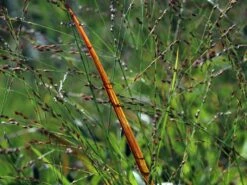 Ruten-Hirse 'Rotstrahlbusch' -Angebote Wurzel Zeit Store ruten hirse rotstrahlbusch m059833 w 3