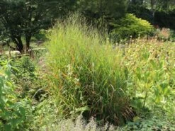 Ruten-Hirse 'Rotstrahlbusch' -Angebote Wurzel Zeit Store ruten hirse rotstrahlbusch m059833 w 4