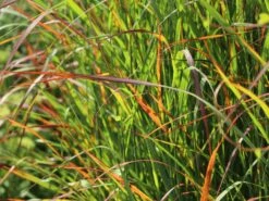 Ruten-Hirse 'Rotstrahlbusch' -Angebote Wurzel Zeit Store ruten hirse rotstrahlbusch m059833 w 5