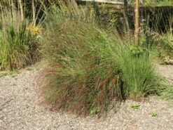 Ruten-Hirse 'Rotstrahlbusch' -Angebote Wurzel Zeit Store ruten hirse rotstrahlbusch m059833 w 7