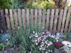 Ruten-Hirse 'Shenandoah' -Angebote Wurzel Zeit Store ruten hirse shenandoah m059835 551380 0