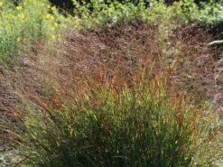 Ruten-Hirse 'Shenandoah'