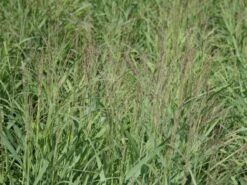 Ruten-Hirse 'Shenandoah' -Angebote Wurzel Zeit Store ruten hirse shenandoah m059835 w 0