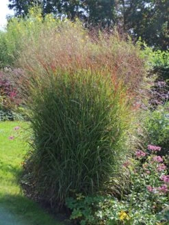 Ruten-Hirse 'Shenandoah' -Angebote Wurzel Zeit Store ruten hirse shenandoah m059835 w 2