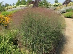 Ruten-Hirse 'Shenandoah' -Angebote Wurzel Zeit Store ruten hirse shenandoah m059835 w 4