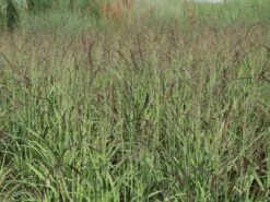 Ruten-Hirse 'Shenandoah' -Angebote Wurzel Zeit Store ruten hirse shenandoah m059835 w 5