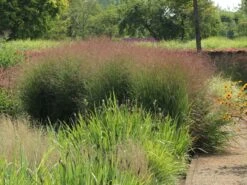 Ruten-Hirse 'Shenandoah' -Angebote Wurzel Zeit Store ruten hirse shenandoah m059835 w 6