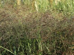 Ruten-Hirse 'Squaw' -Angebote Wurzel Zeit Store ruten hirse squaw m084369 w 0