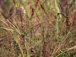 Ruten-Hirse 'Squaw' -Angebote Wurzel Zeit Store ruten hirse squaw m084369 w 1