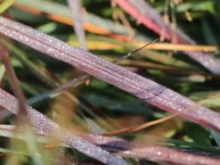 Ruten-Hirse 'Squaw' -Angebote Wurzel Zeit Store ruten hirse squaw m084369 w 10