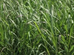 Ruten-Hirse 'Squaw' -Angebote Wurzel Zeit Store ruten hirse squaw m084369 w 2