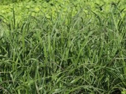 Ruten-Hirse 'Squaw' -Angebote Wurzel Zeit Store ruten hirse squaw m084369 w 4