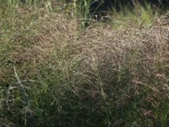 Ruten-Hirse 'Squaw' -Angebote Wurzel Zeit Store ruten hirse squaw m084369 w 5