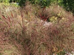 Ruten-Hirse 'Squaw' -Angebote Wurzel Zeit Store ruten hirse squaw m084369 w 7