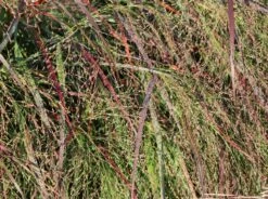 Ruten-Hirse 'Squaw' -Angebote Wurzel Zeit Store ruten hirse squaw m084369 w 8