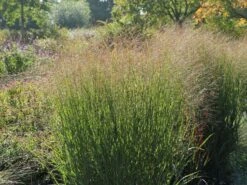 Ruten-Hirse 'Warrior'