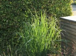 Ruten-Hirse 'Warrior' -Angebote Wurzel Zeit Store ruten hirse warrior m044967 w 1