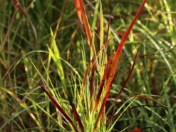 Rutenhirse 'Külsenmoor' -Angebote Wurzel Zeit Store rutenhirse kuelsenmoor m102132 w 0