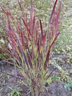 Rutenhirse 'Külsenmoor' -Angebote Wurzel Zeit Store rutenhirse kuelsenmoor m102132 w 2