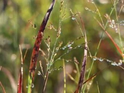 Rutenhirse 'Külsenmoor' -Angebote Wurzel Zeit Store rutenhirse kuelsenmoor m102132 w 5