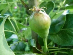 Säulen-Birne 'Obelisk' ® -Angebote Wurzel Zeit Store saeulen birne obelisk m046425 704265 0