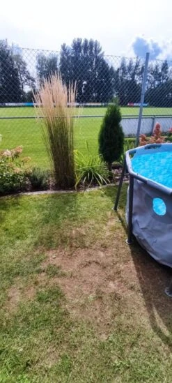 Sandrohr 'Karl Foerster' -Angebote Wurzel Zeit Store sandrohr karl foerster m009049 1234722 0