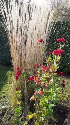 Sandrohr 'Karl Foerster' -Angebote Wurzel Zeit Store sandrohr karl foerster m009049 193676 1