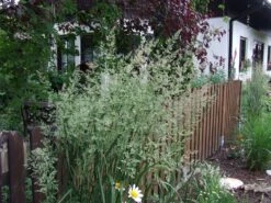 Sandrohr 'Karl Foerster' -Angebote Wurzel Zeit Store sandrohr karl foerster m009049 551380 0 1