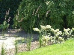 Sandrohr 'Karl Foerster' -Angebote Wurzel Zeit Store sandrohr karl foerster m009049 765787 0