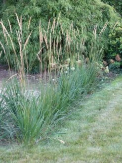 Sandrohr 'Karl Foerster' -Angebote Wurzel Zeit Store sandrohr karl foerster m009049 765787 1