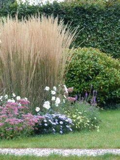 Sandrohr 'Karl Foerster' -Angebote Wurzel Zeit Store sandrohr karl foerster m009049 765787 2