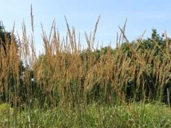 Sandrohr 'Karl Foerster' -Angebote Wurzel Zeit Store sandrohr karl foerster m009049 w 0