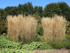 Sandrohr 'Karl Foerster' -Angebote Wurzel Zeit Store sandrohr karl foerster m009049 w 10