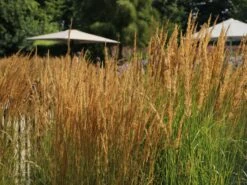 Sandrohr 'Karl Foerster' -Angebote Wurzel Zeit Store sandrohr karl foerster m009049 w 11